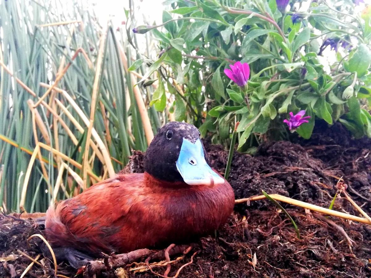 Uros Suma Jakana Lodge بونو المظهر الخارجي الصورة
